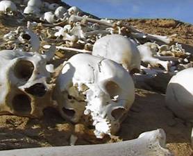 mass-grave-278x225.widec mass-grave-278x225.widec