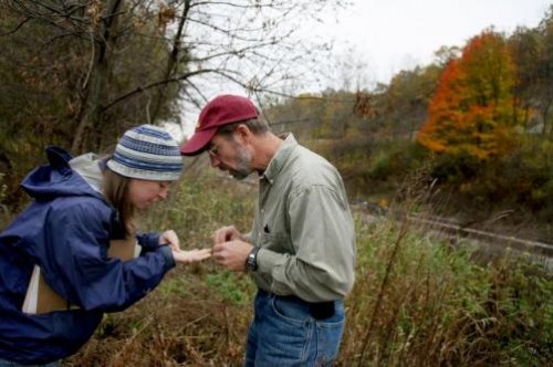 saving ash trees saving ash trees