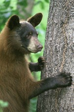 250px-American_black_bear_-_FWS 250px-American_black_bear_-_FWS