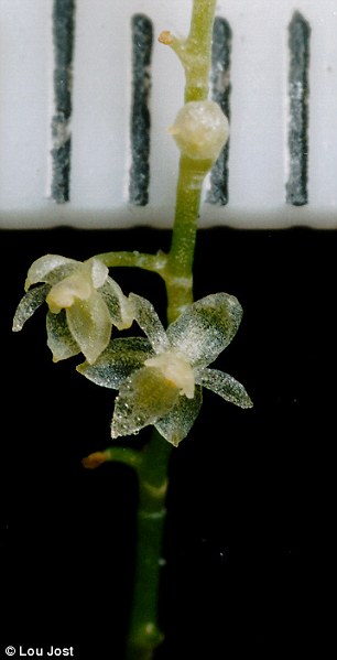 2mm orchid 2mm orchid