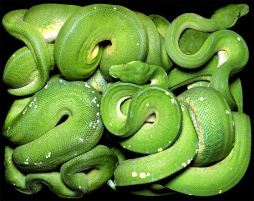 big-green-snake big-green-snake