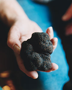 black truffle black truffle