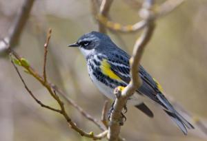 yellowwarbler yellowwarbler