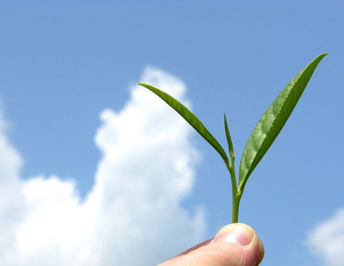 775px-Organic_mountain_grown_tea_leaf