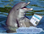 dolphin-blog