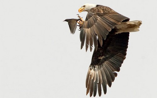 eagle starling