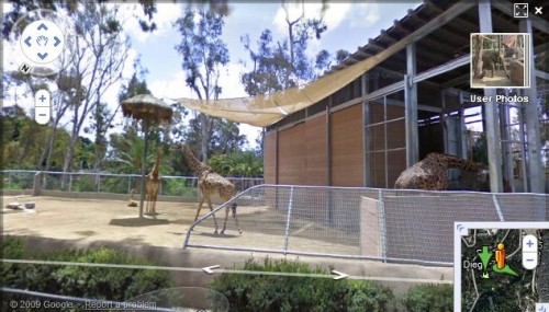 giraffes
