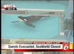 Telly Killer Whale