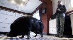 oscar-pig