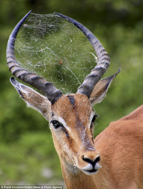 spider web impala