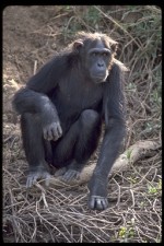 Chimp1