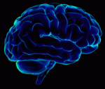 brain