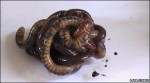 earthworms in ball