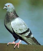 pigeon