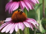 bee on flower