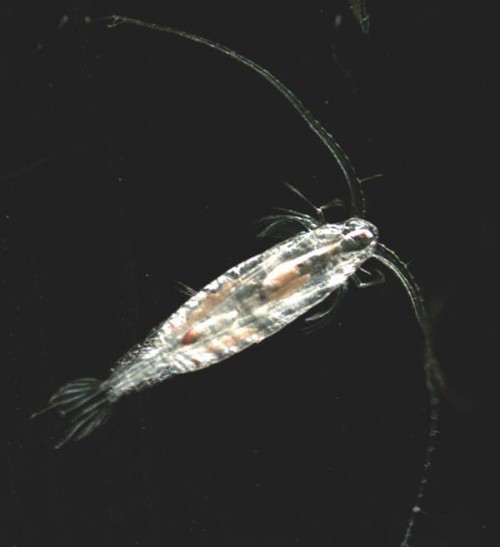 NOAA Ocean Explorer: Arctic Exploration 2002