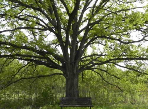 oak tree with bench