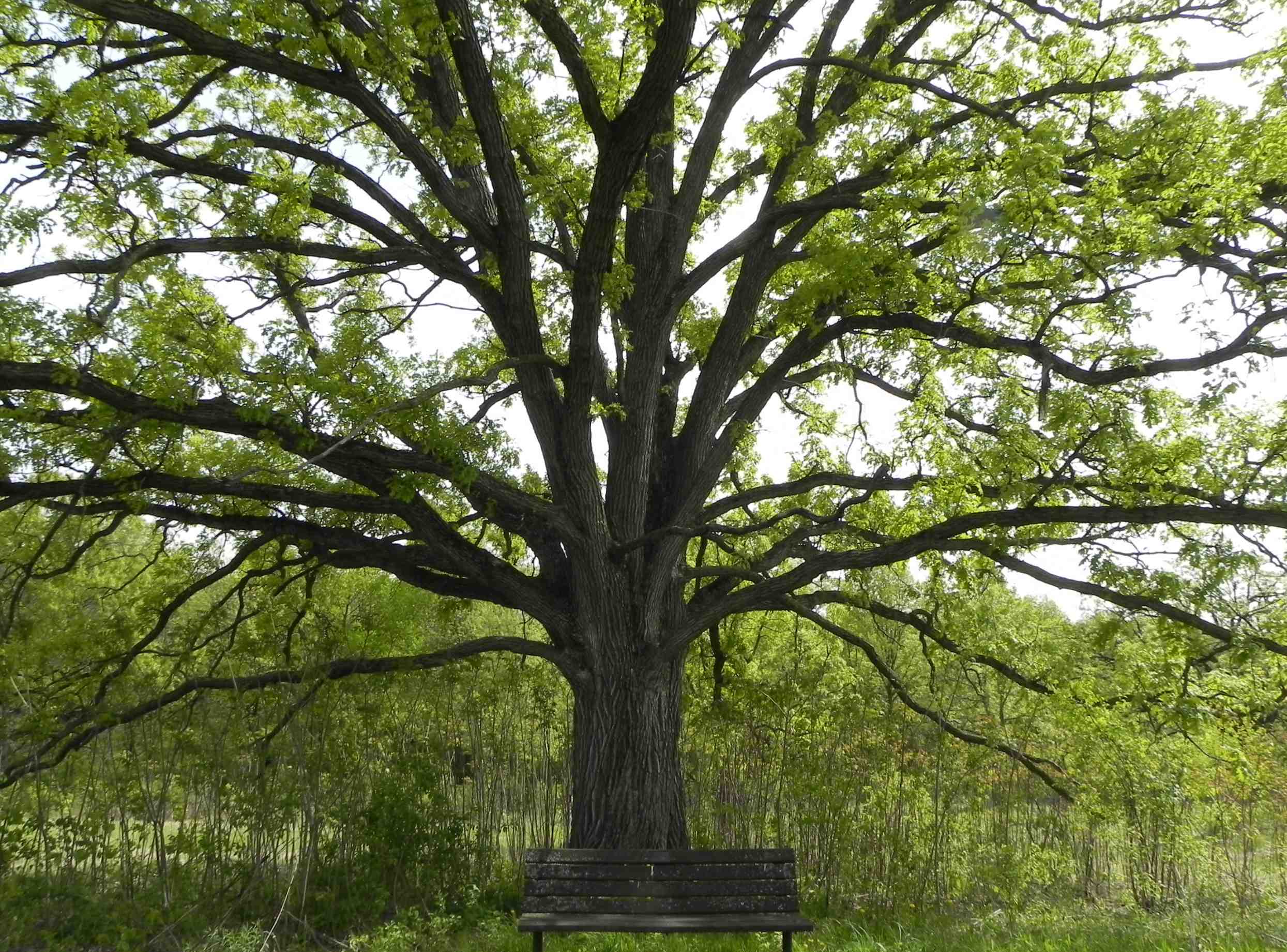 Probably no tree better symbolizes Britain than Quercus robur , the 