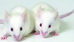050921.mice-i