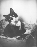 435_Simon