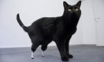 Cat-with-a-pair-of-prosth-006