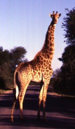 Giraffe@Airport