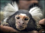 NEATmarmoset