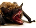 batbomb