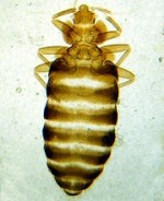 bedbug