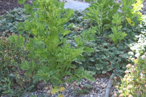 celery