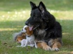 dog-guide-dog-590ds052710