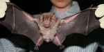 fruitbat