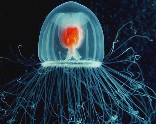 jellyfish