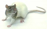 rat