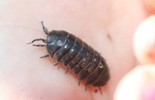 roly2