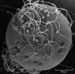 sperm cell