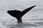 spermwhale