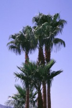 tree2