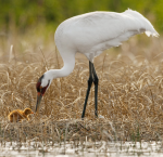 whoopingcrane
