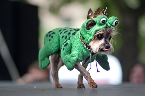 woofstock2010_33