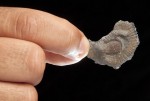 420_fossil1-420x0