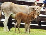 Newborn Zedonk