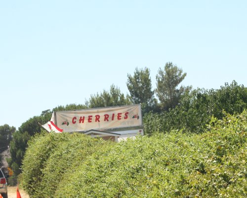 cherry1