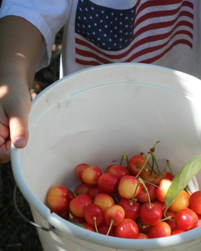 cherry2