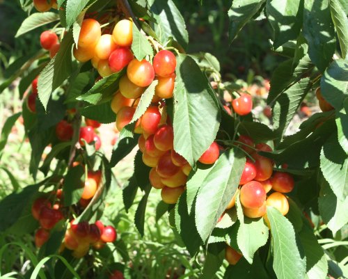 cherry4