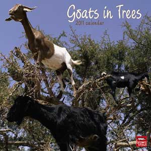 goatsintrees
