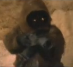 jawa