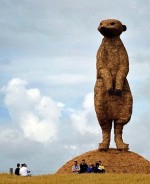 meerkat