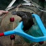 platypus