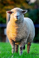 sheep